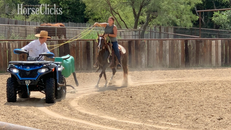 "Liver" Chestnut Gelding Quarter Pony in Texas