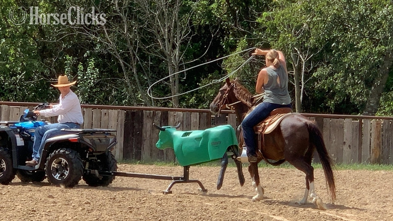 "Liver" Chestnut Gelding Quarter Pony
