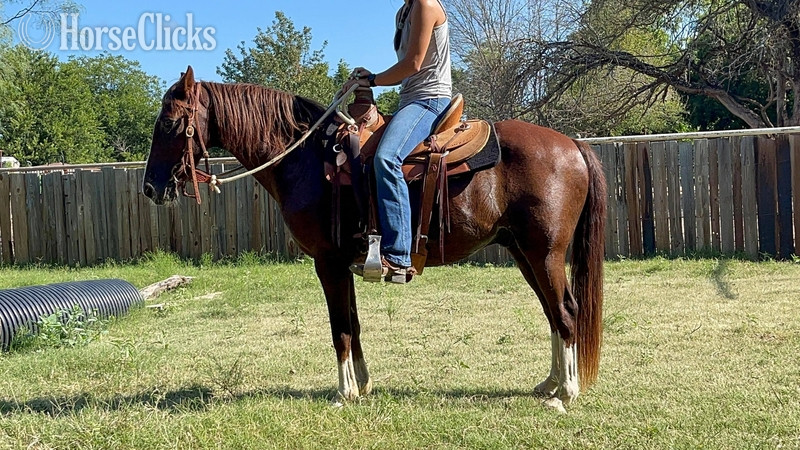 Texas "Liver" Chestnut Gelding Quarter Pony