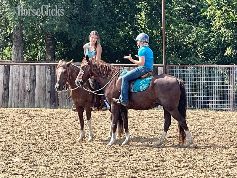 "Liver" Chestnut Gelding Quarter Pony - Quarter Pony in Texas