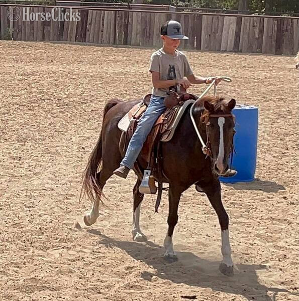 "Liver" Chestnut Gelding Quarter Pony - Quarter Pony