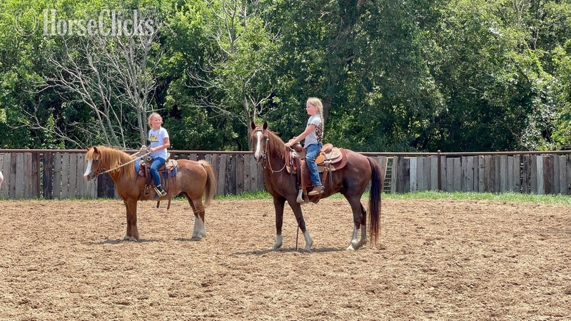 "Liver" Chestnut Gelding Quarter Pony Texas