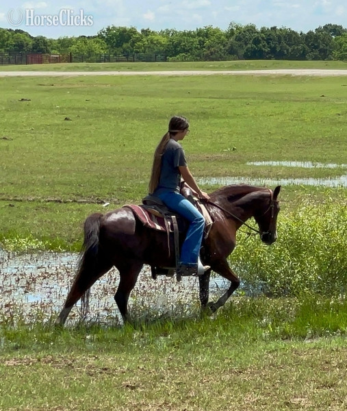 Quarter Pony - "Liver" Chestnut Gelding Quarter Pony in Texas