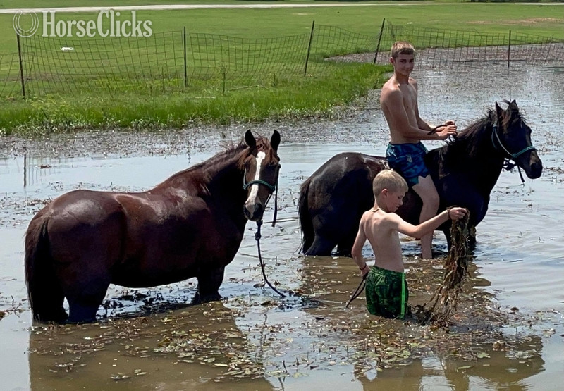 Quarter Pony - "Liver" Chestnut Gelding Quarter Pony