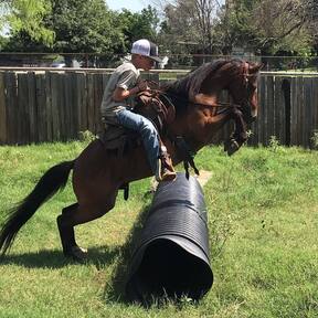 "Greg" Bay Gelding Welsh Pony