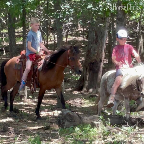 Texas "Greg" Bay Gelding Welsh Pony