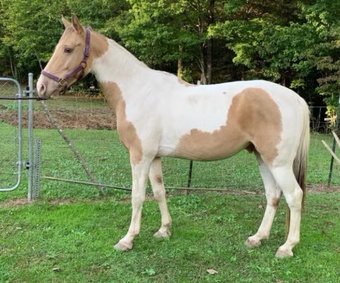 "Champagne " Champagne Gelding Kentucky Mountain