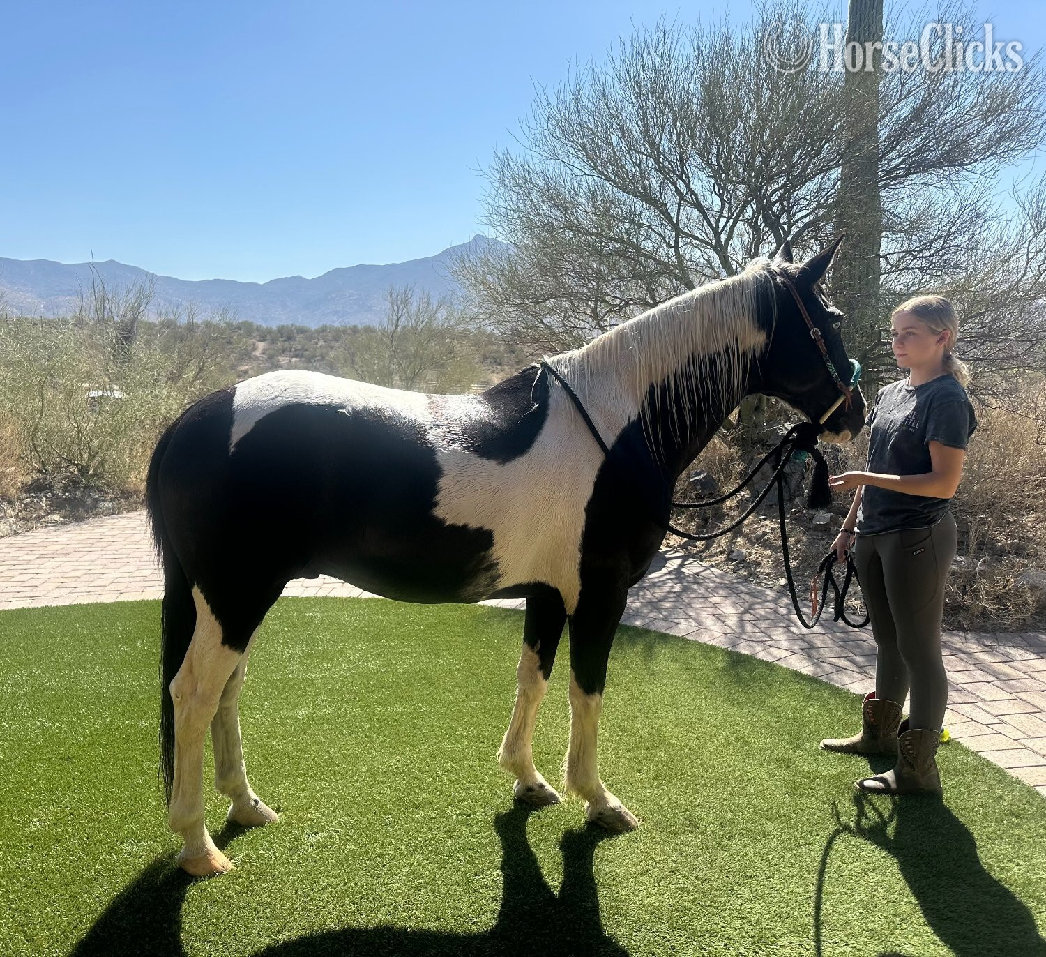 "Oreo " Black Gelding Paint in Arizona