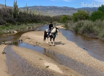 Arizona "Oreo " Black Gelding Paint