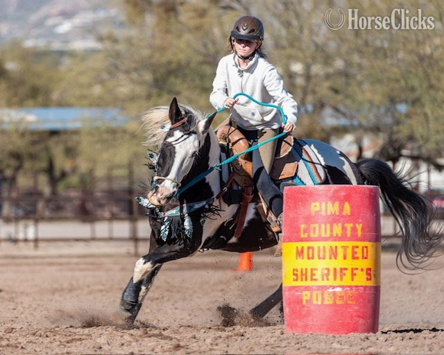 "Oreo " Black Gelding Paint - Paint