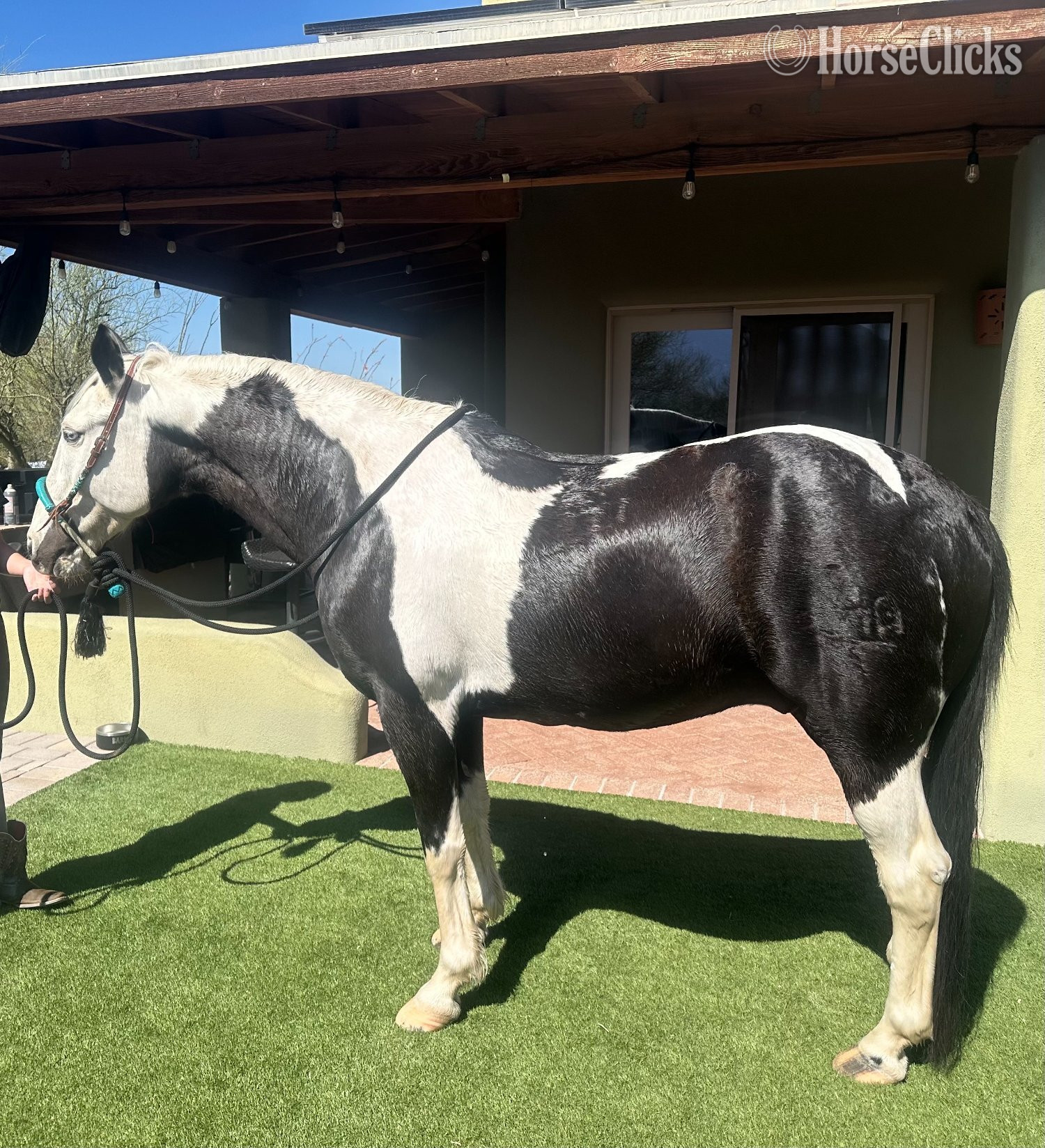 "Oreo " Black Gelding Paint Arizona