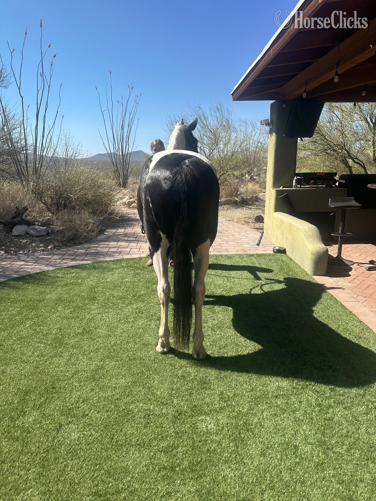 Paint - "Oreo " Black Gelding Paint in Arizona