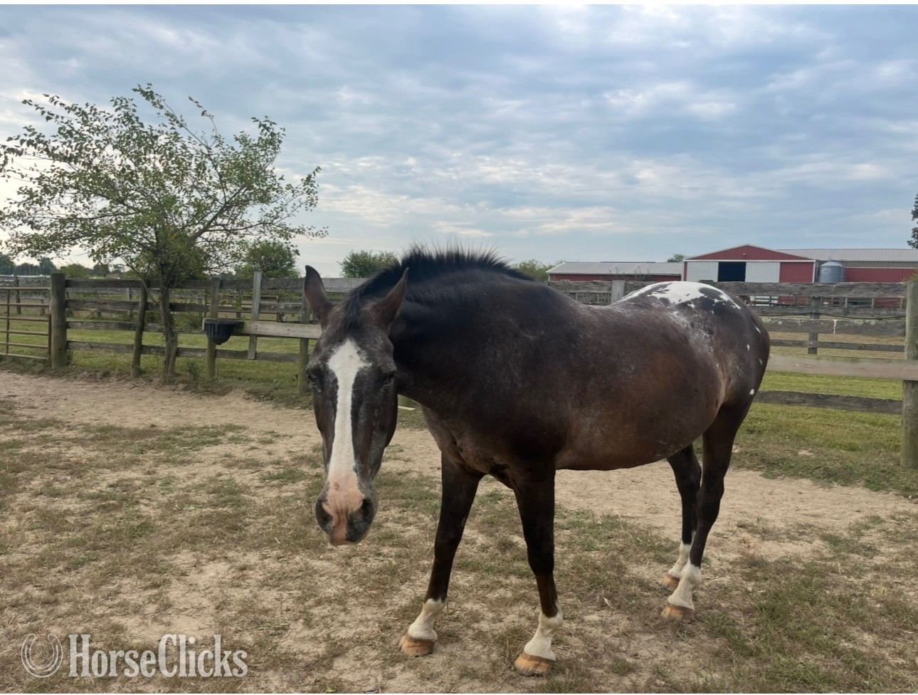 "Lacy" Chestnut Mare Appaloosa in Ohio
