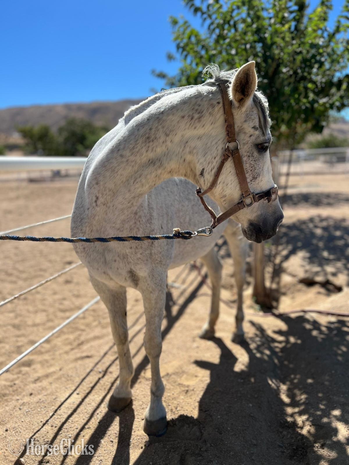 "No Name" White Mare Andalusian in California