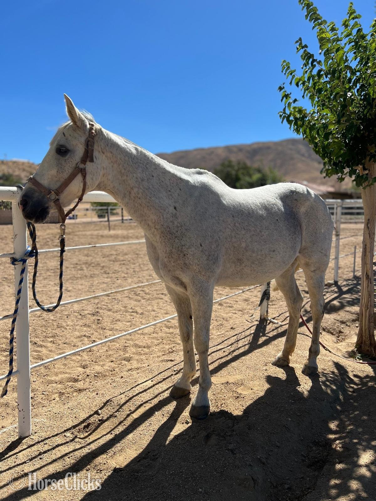 "No Name" White Mare Andalusian