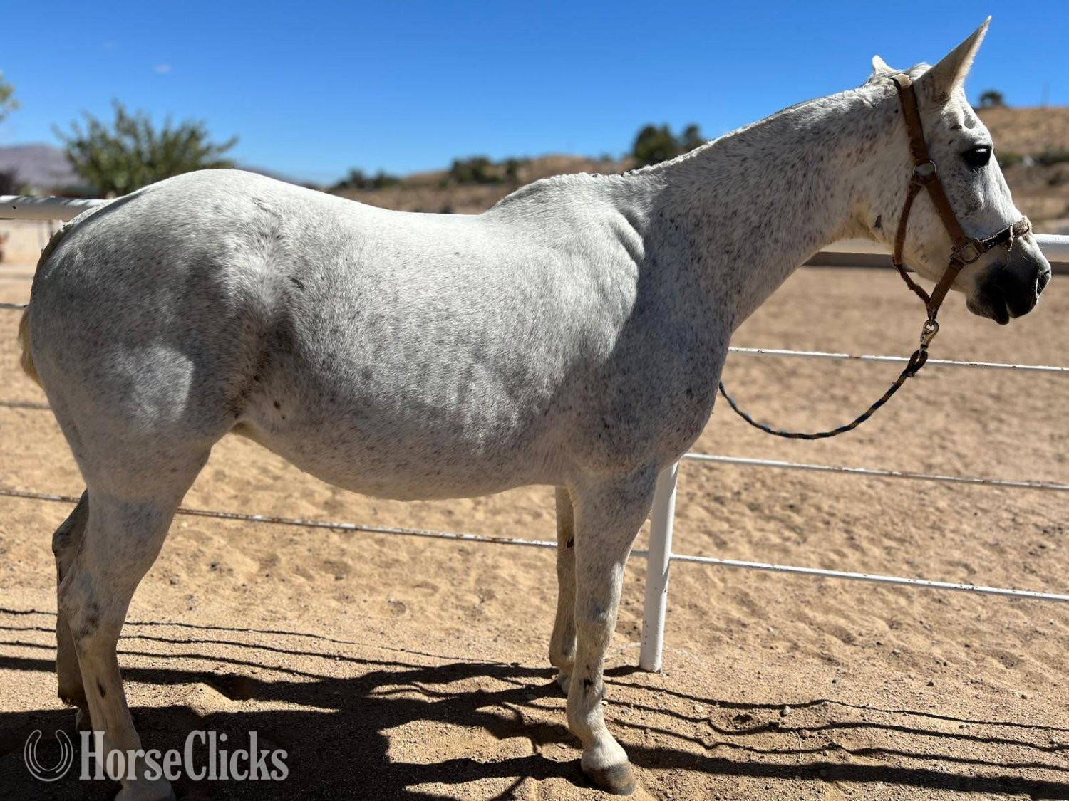 California "No Name" White Mare Andalusian