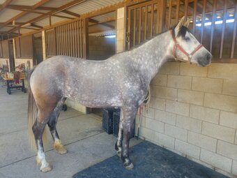 "No Name" White Mare Andalusian