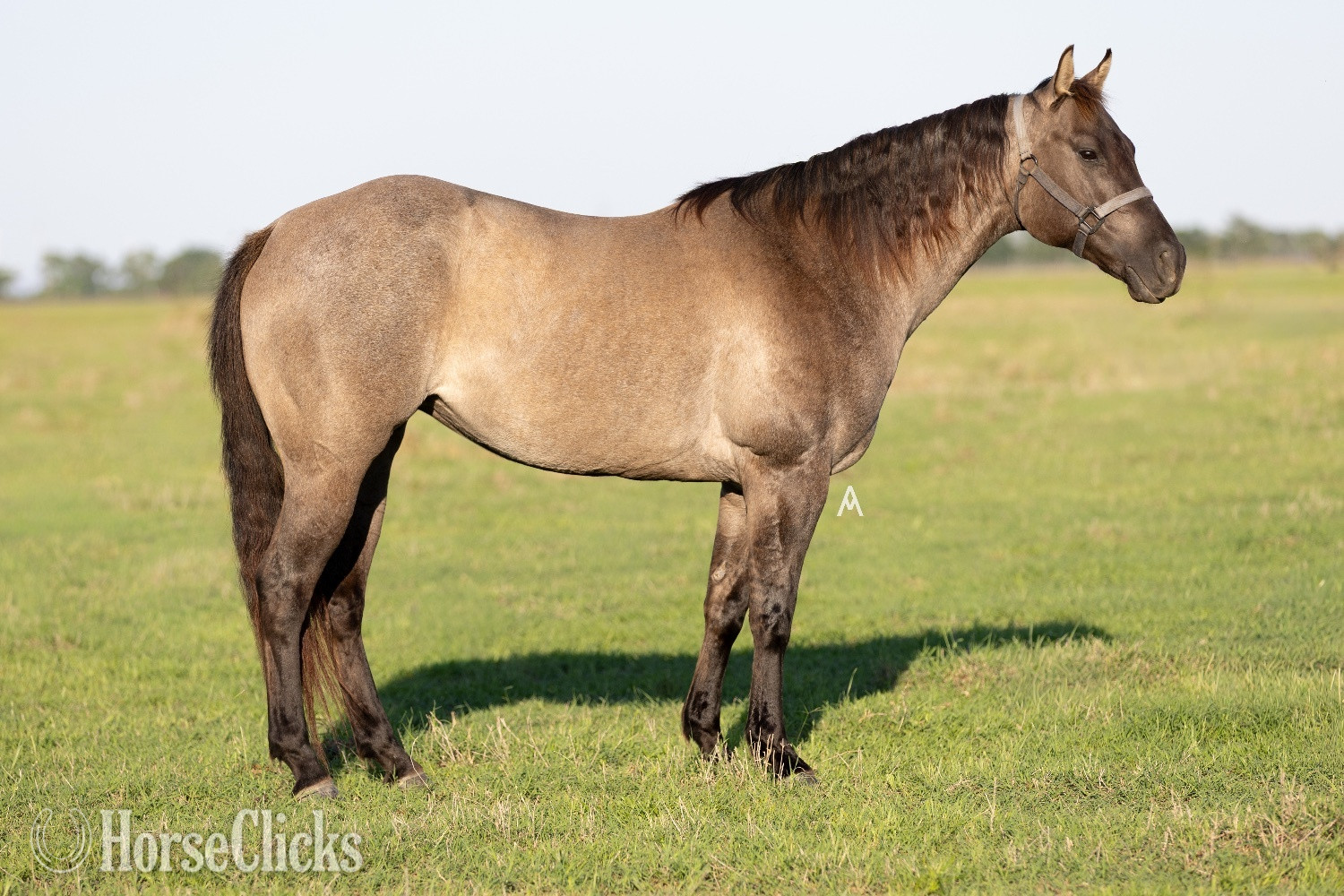 "Ney" Grullo Mare Quarter Horse