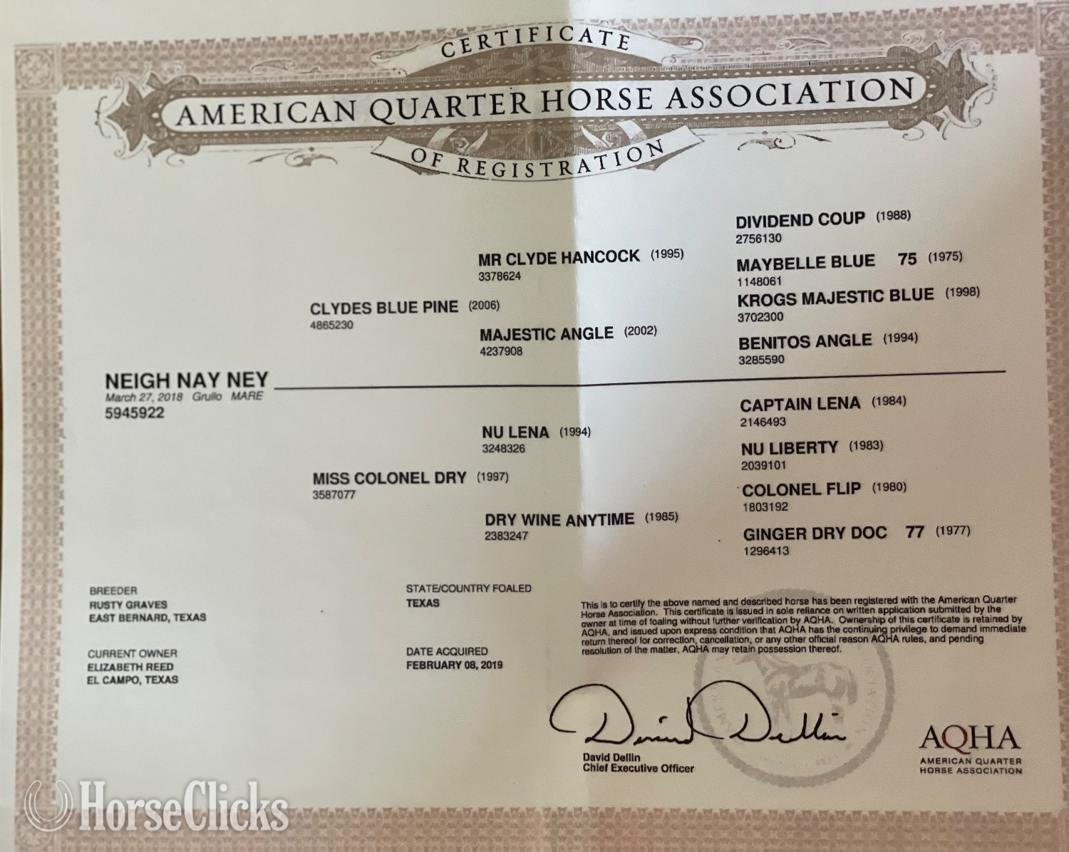 Texas "Ney" Grullo Mare Quarter Horse