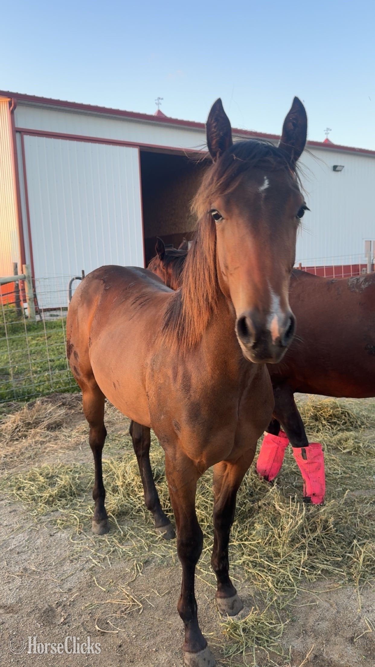 "Pepin Til Quitintime " Bay Filly Quarter Horse in Illinois