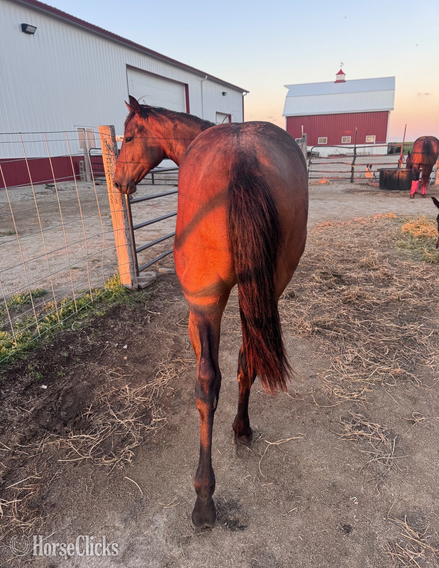"Pepin Til Quitintime " Bay Filly Quarter Horse