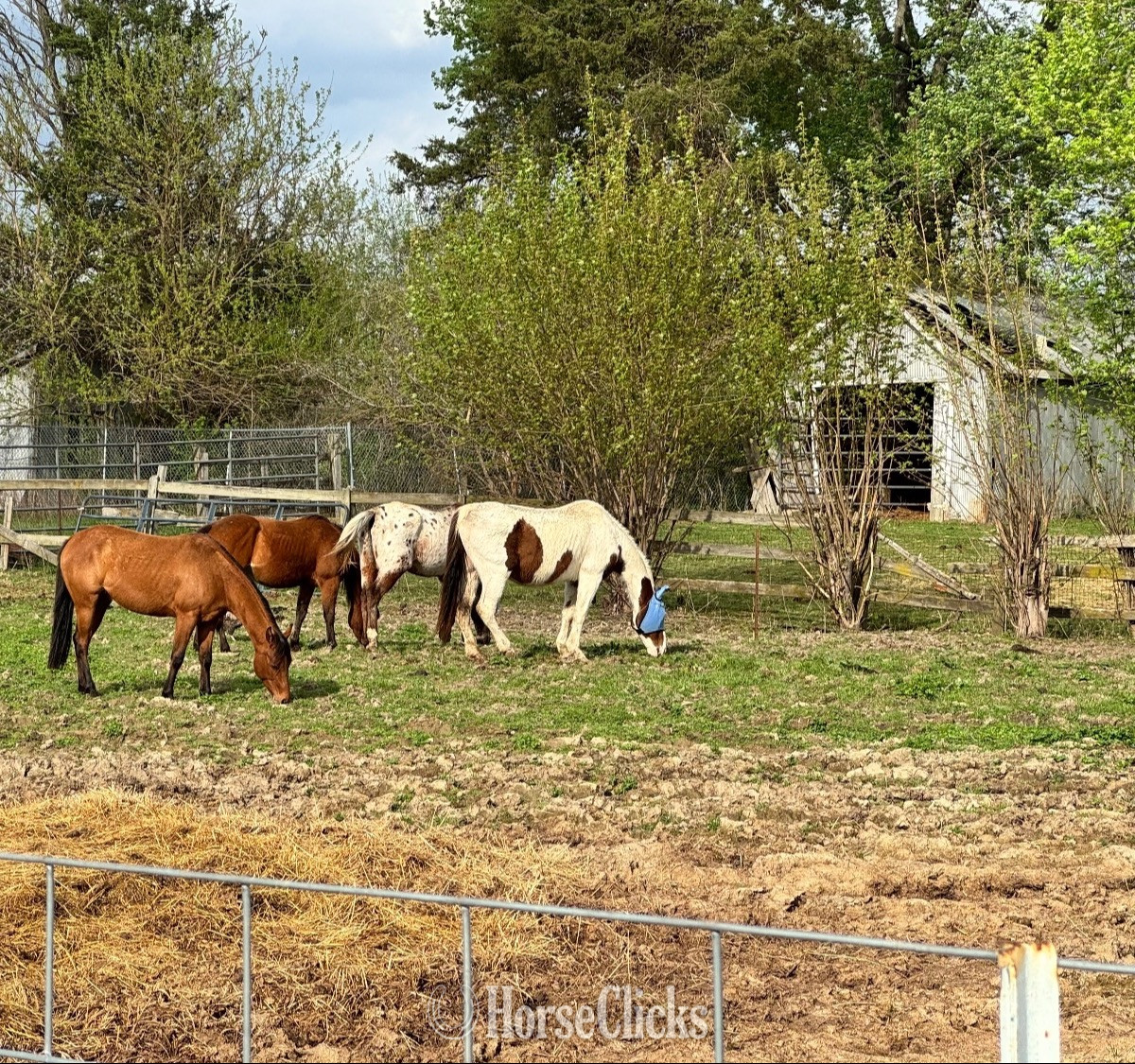 "Cowboy"  Gelding Paint in Indiana