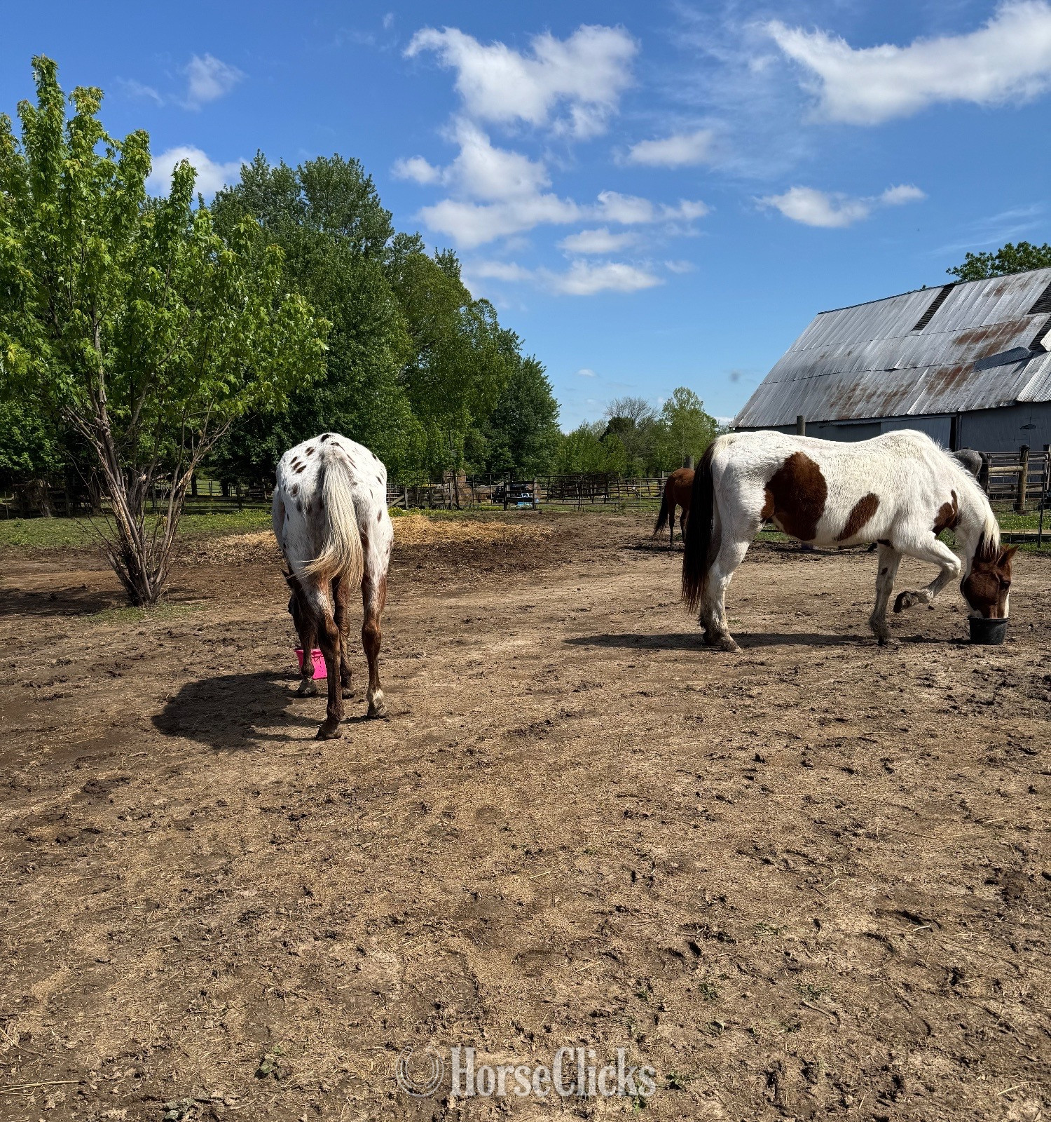 "Cowboy"  Gelding Paint