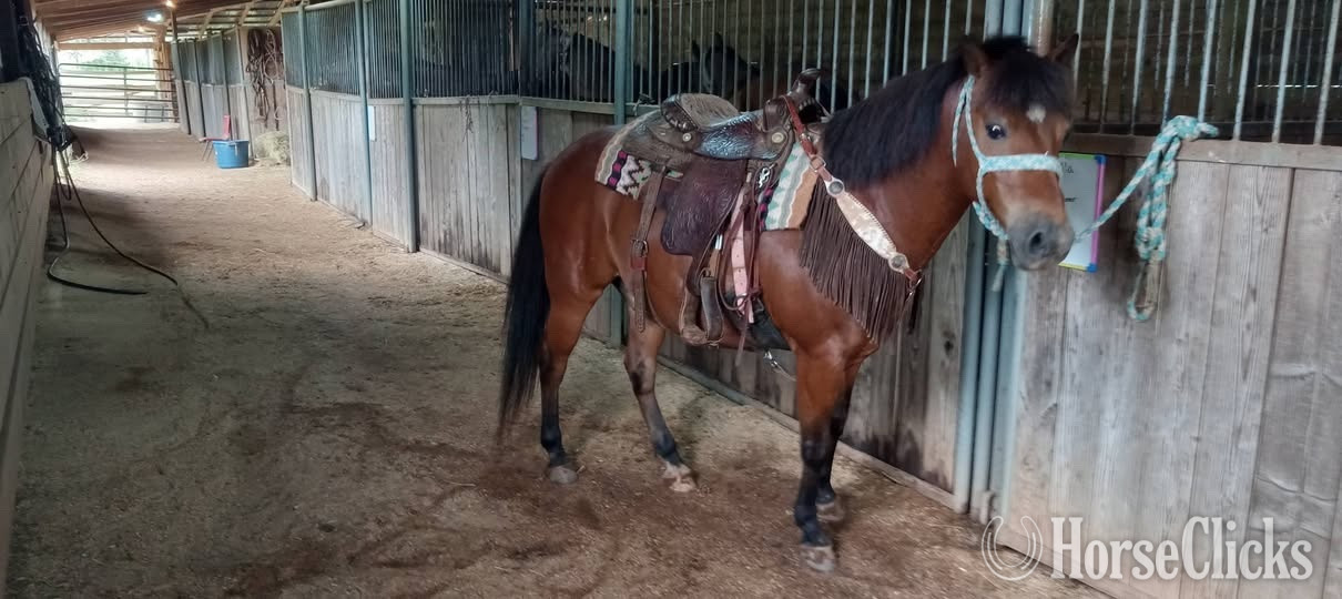 "Ponpon" Bay Gelding Pony in South Carolina