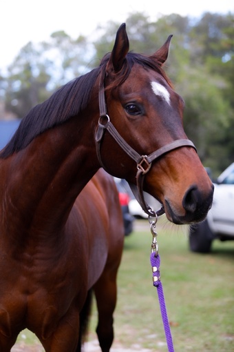 "Desire" Bay Gelding Thoroughbred