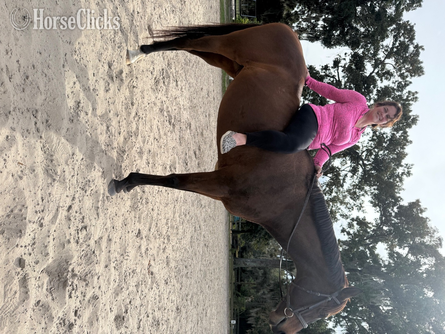 "Desire" Bay Gelding Thoroughbred