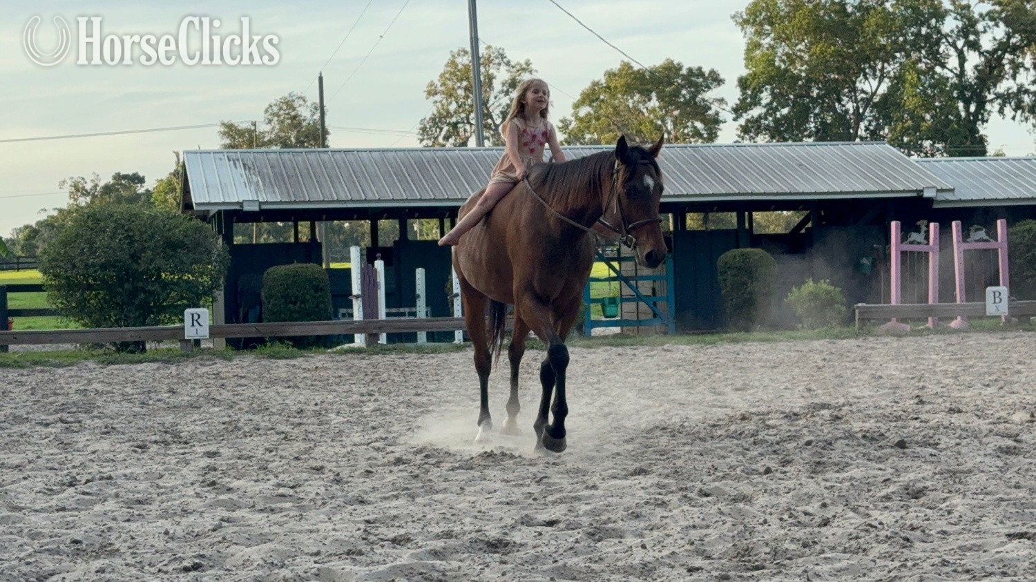 Florida "Desire" Bay Gelding Thoroughbred