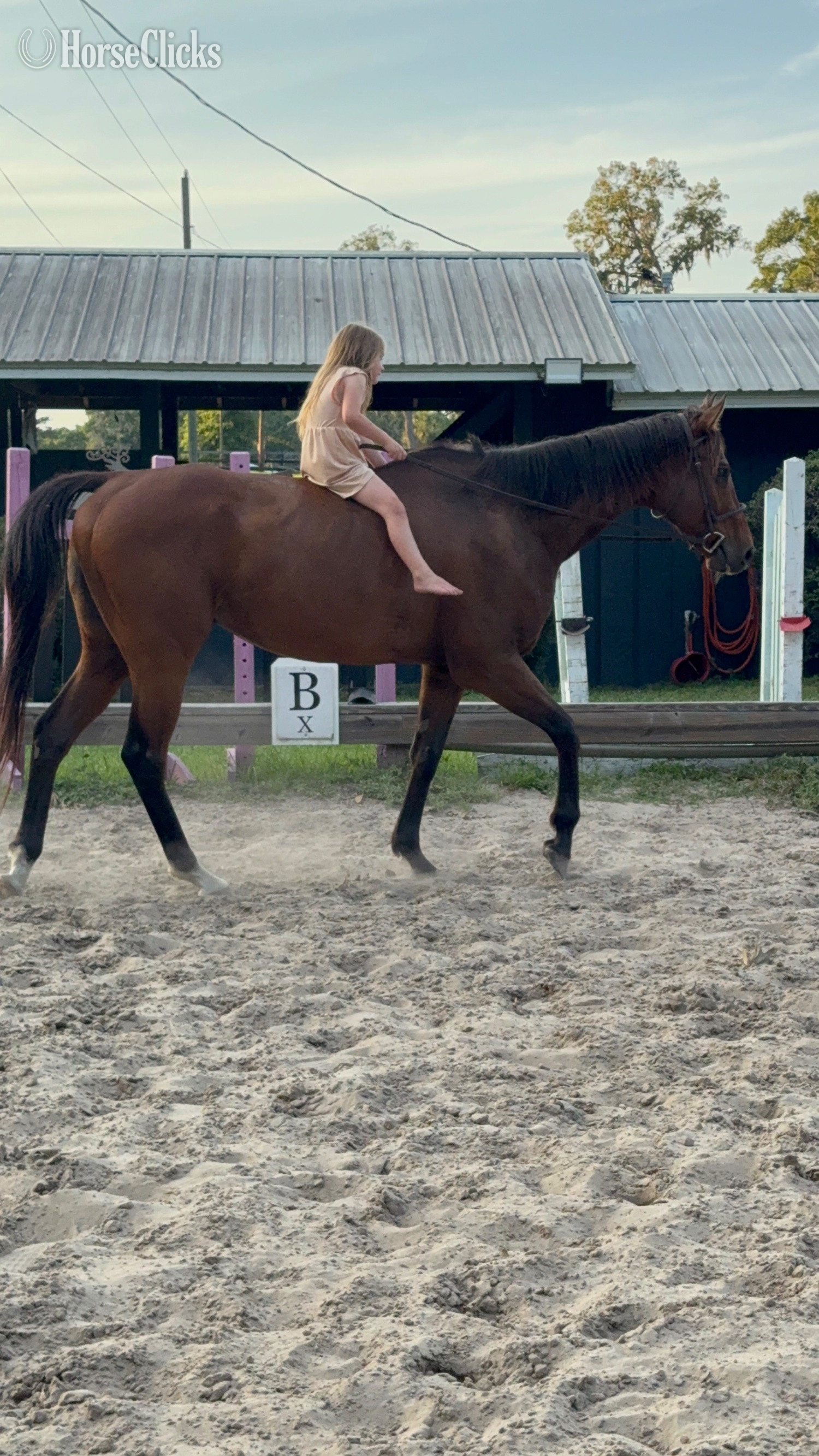 "Desire" Bay Gelding Thoroughbred - Thoroughbred