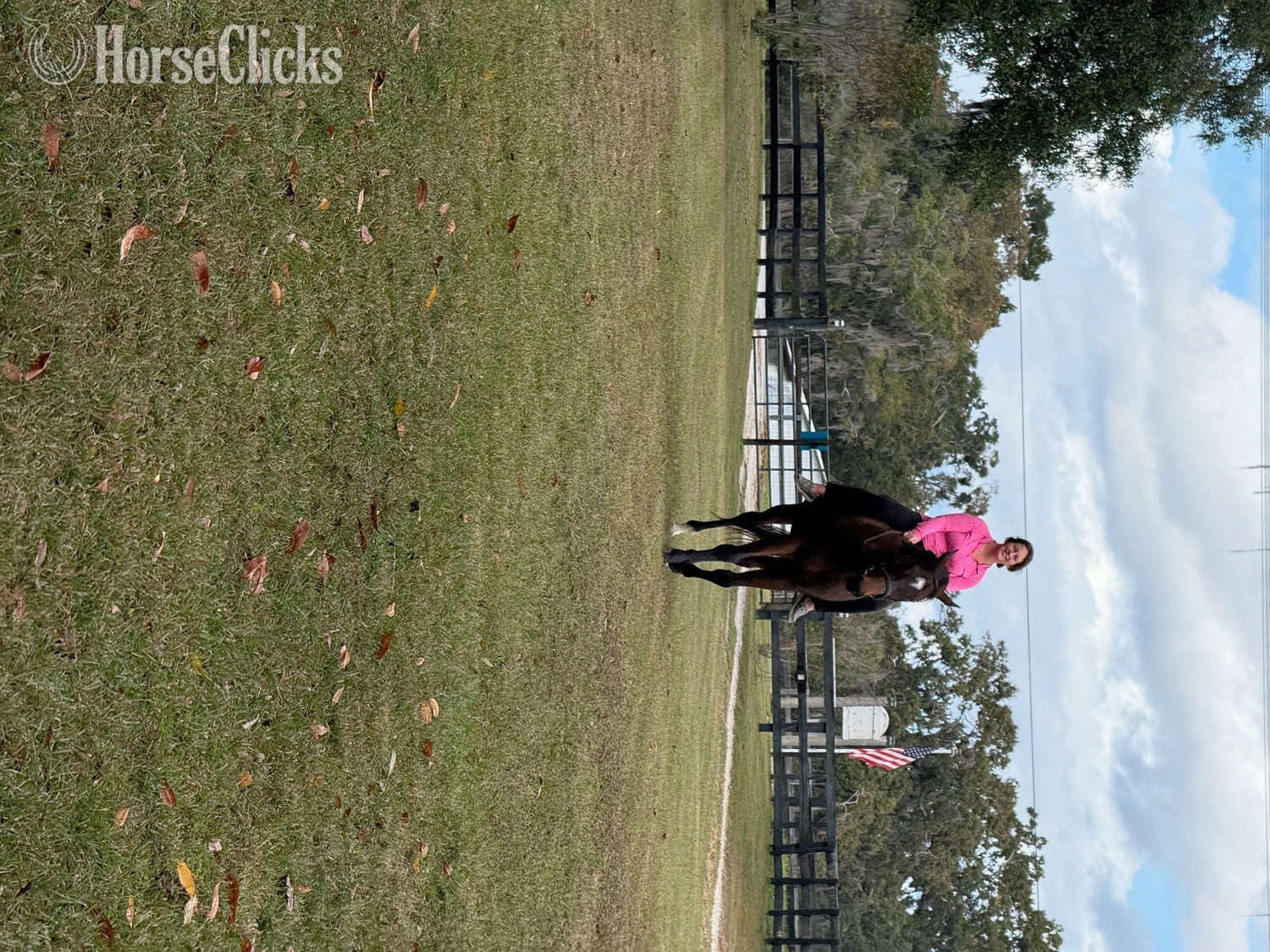Thoroughbred - "Desire" Bay Gelding Thoroughbred in Florida