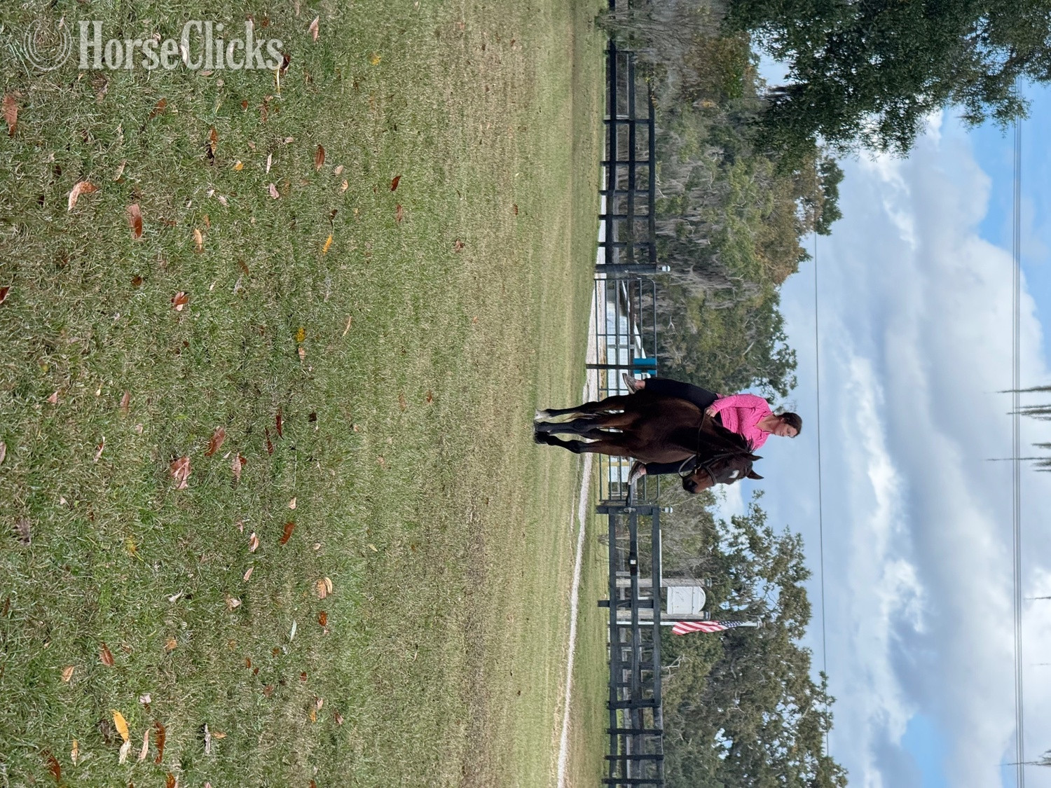 Thoroughbred - "Desire" Bay Gelding Thoroughbred