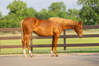 "Fergie" Sorrel Filly Quarter Horse