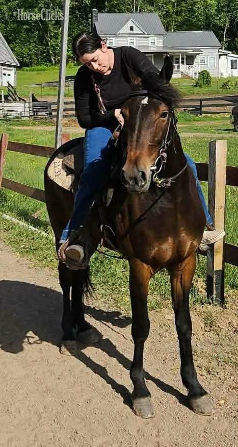"Tia" Bay Mare Friesian in New York