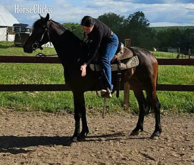 "Tia" Bay Mare Friesian