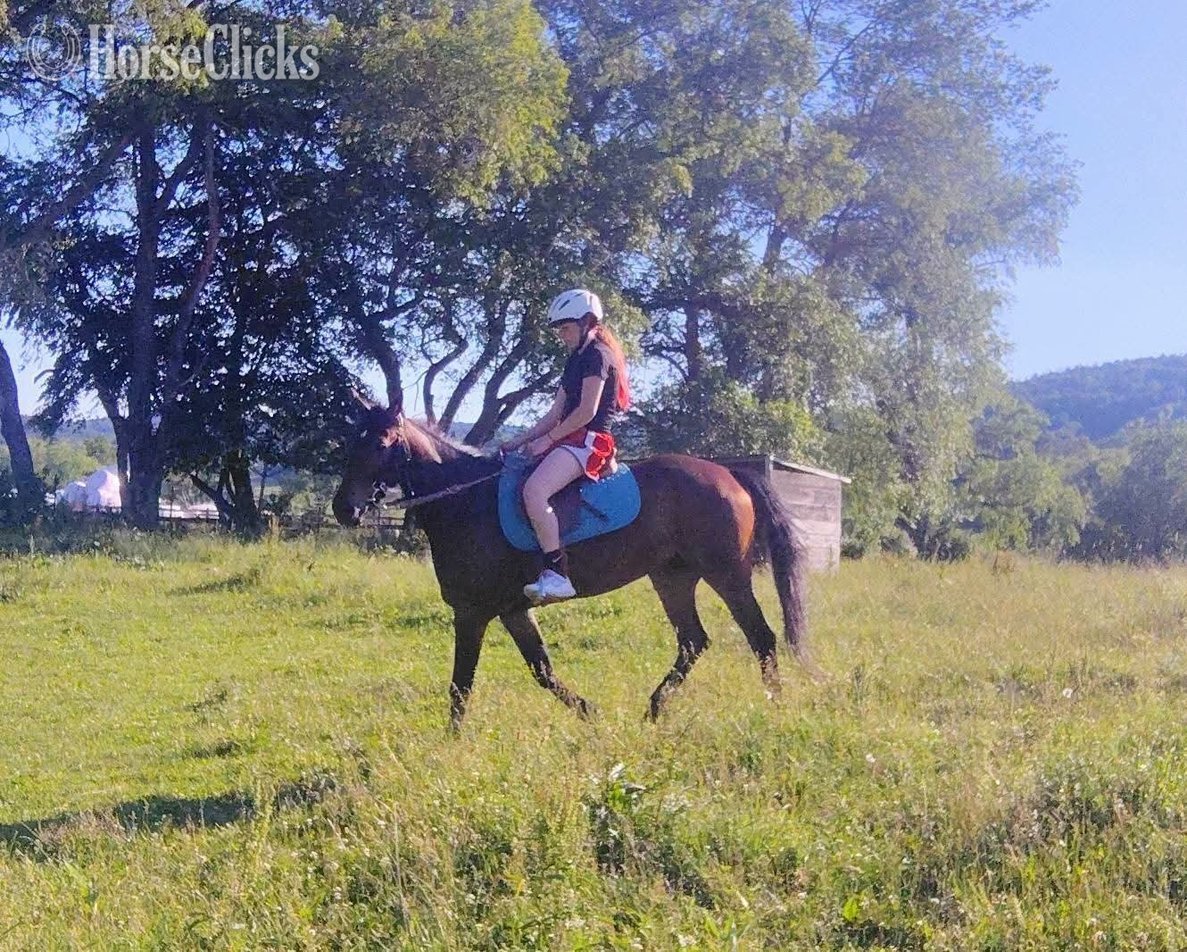 New York "Tia" Bay Mare Friesian