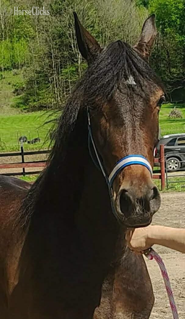 "Tia" Bay Mare Friesian - Friesian in New York