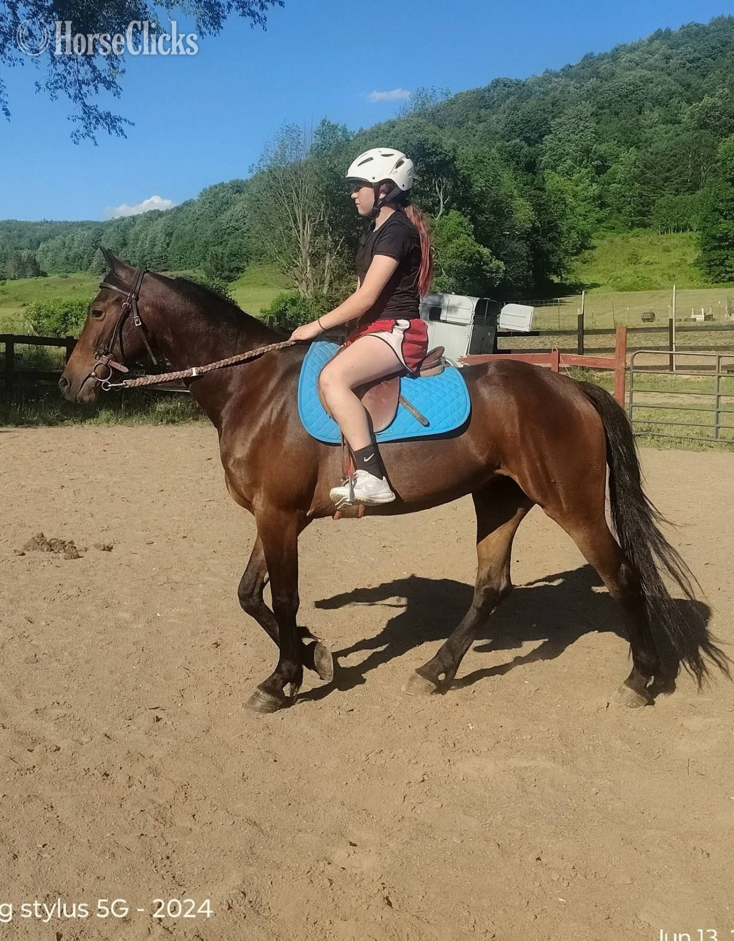 "Tia" Bay Mare Friesian - Friesian