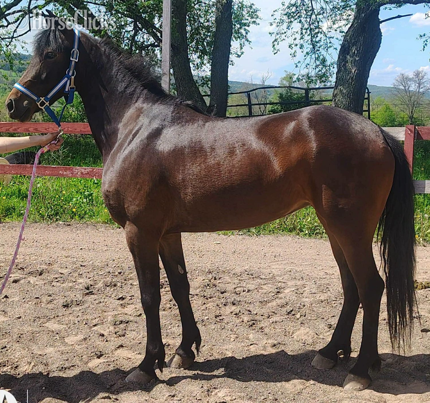 "Tia" Bay Mare Friesian New York