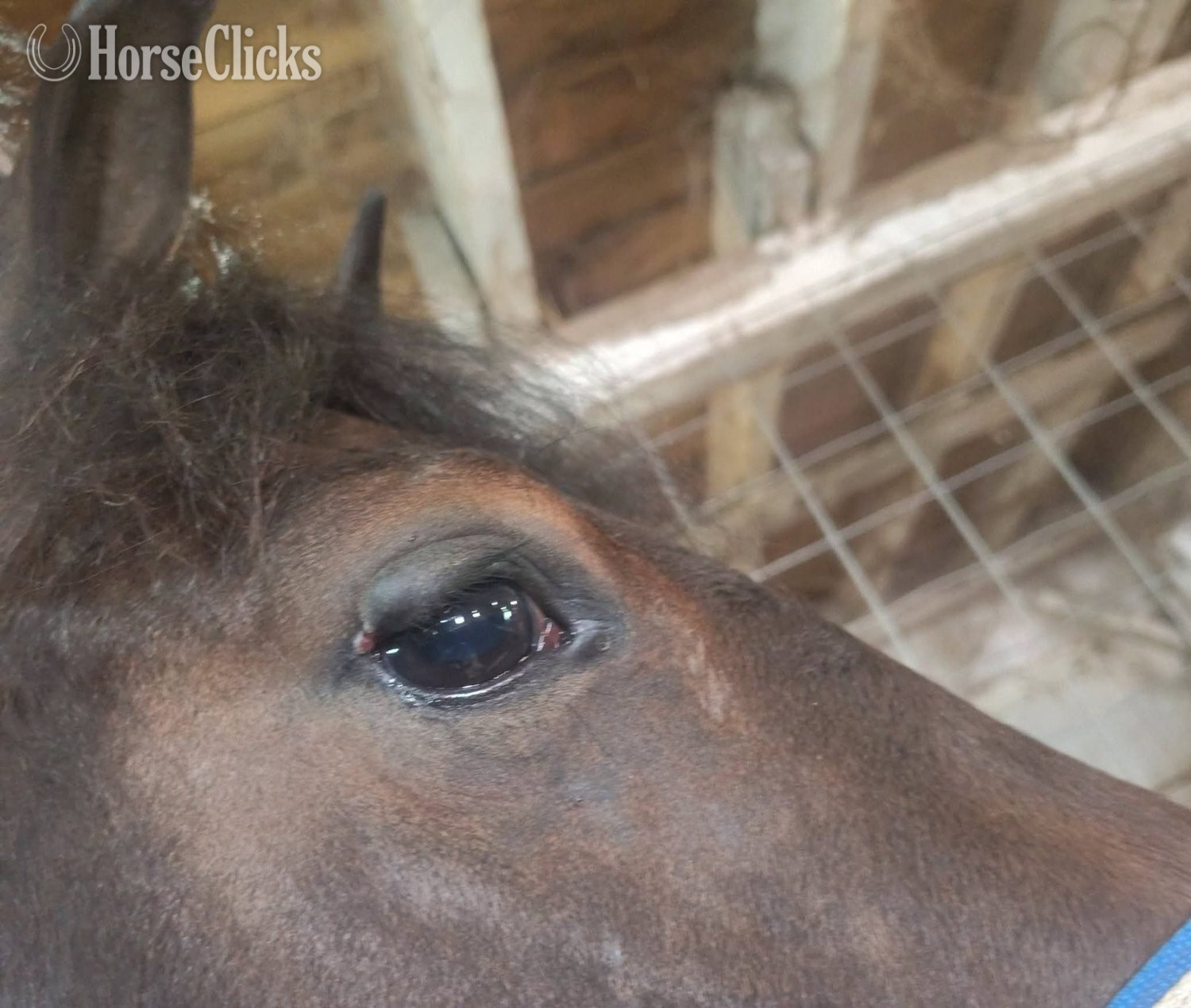 Friesian - "Tia" Bay Mare Friesian