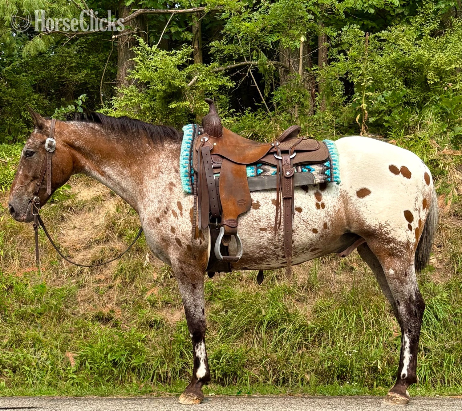 "Checkers"  Gelding Appaloosa in Ohio