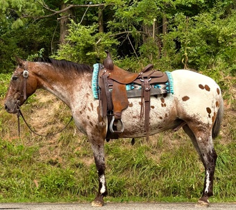 "Checkers" Gelding Appaloosa