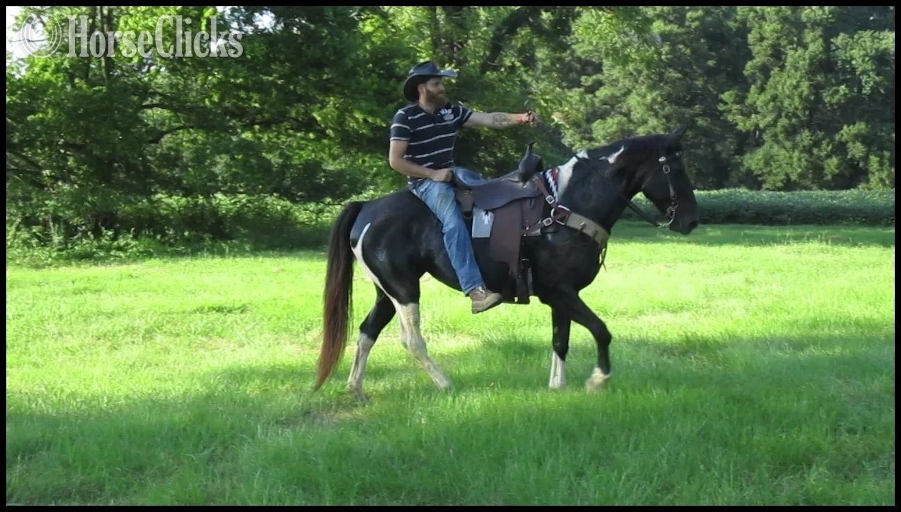 "Vivienne" Tabiano Mare Spotted Saddle