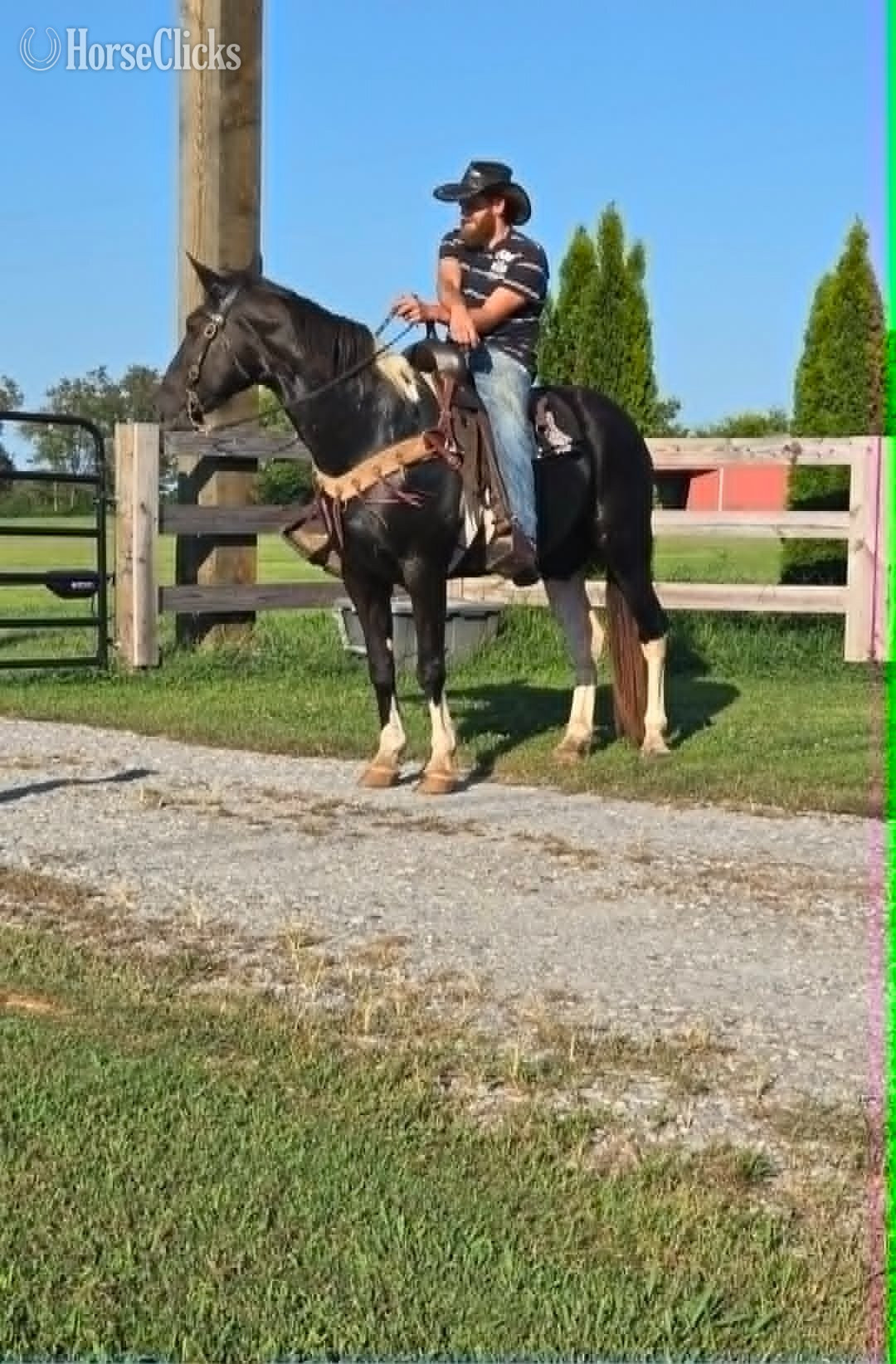 Tennessee "Vivienne" Tabiano Mare Spotted Saddle