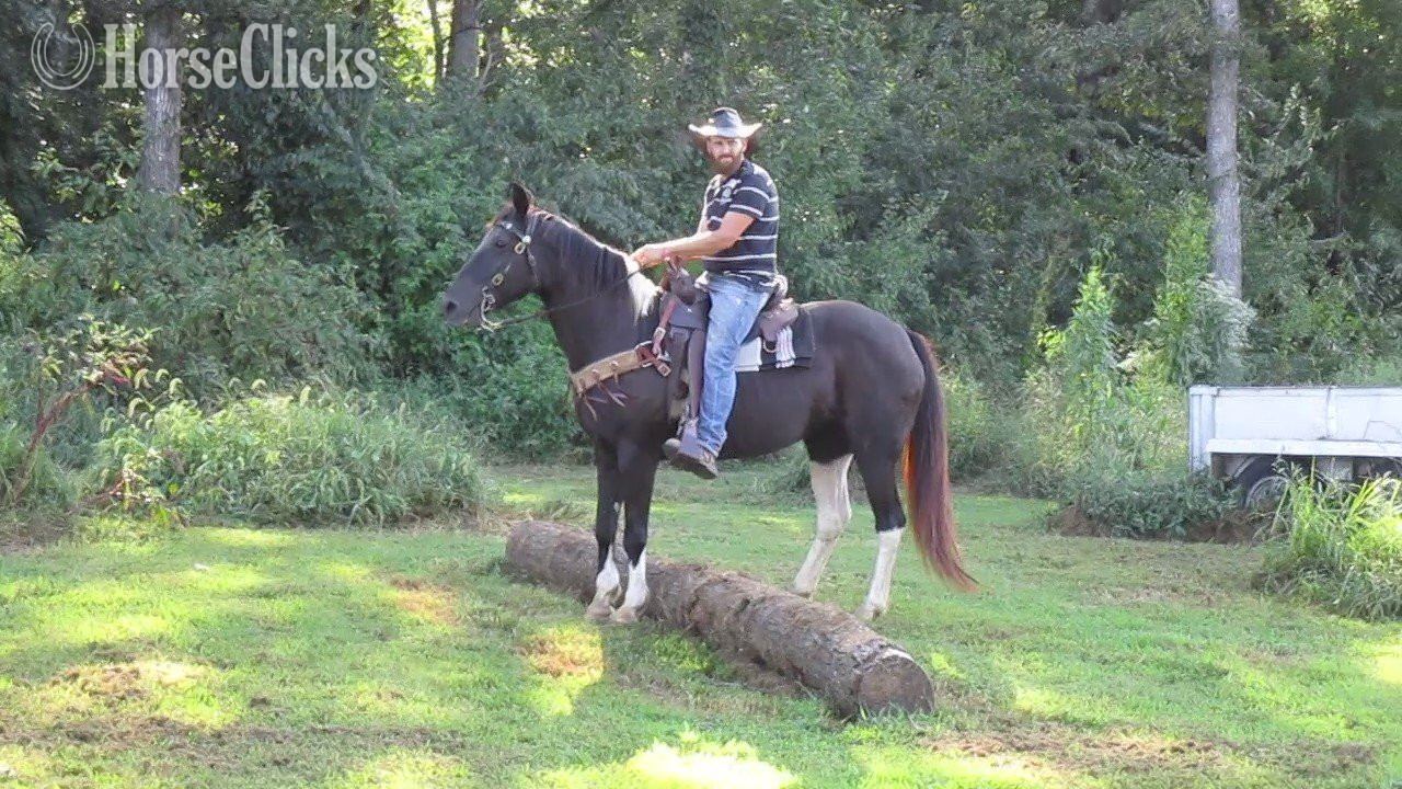"Vivienne" Tabiano Mare Spotted Saddle - Spotted Saddle in Tennessee