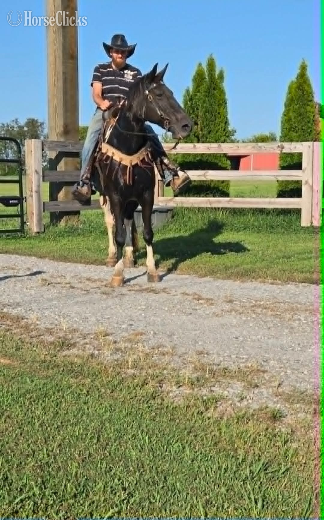 "Vivienne" Tabiano Mare Spotted Saddle - Spotted Saddle