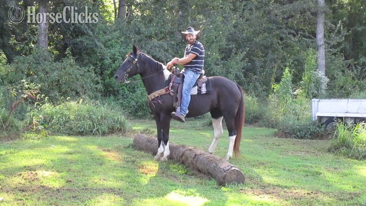 "Vivienne" Tabiano Mare Spotted Saddle Tennessee