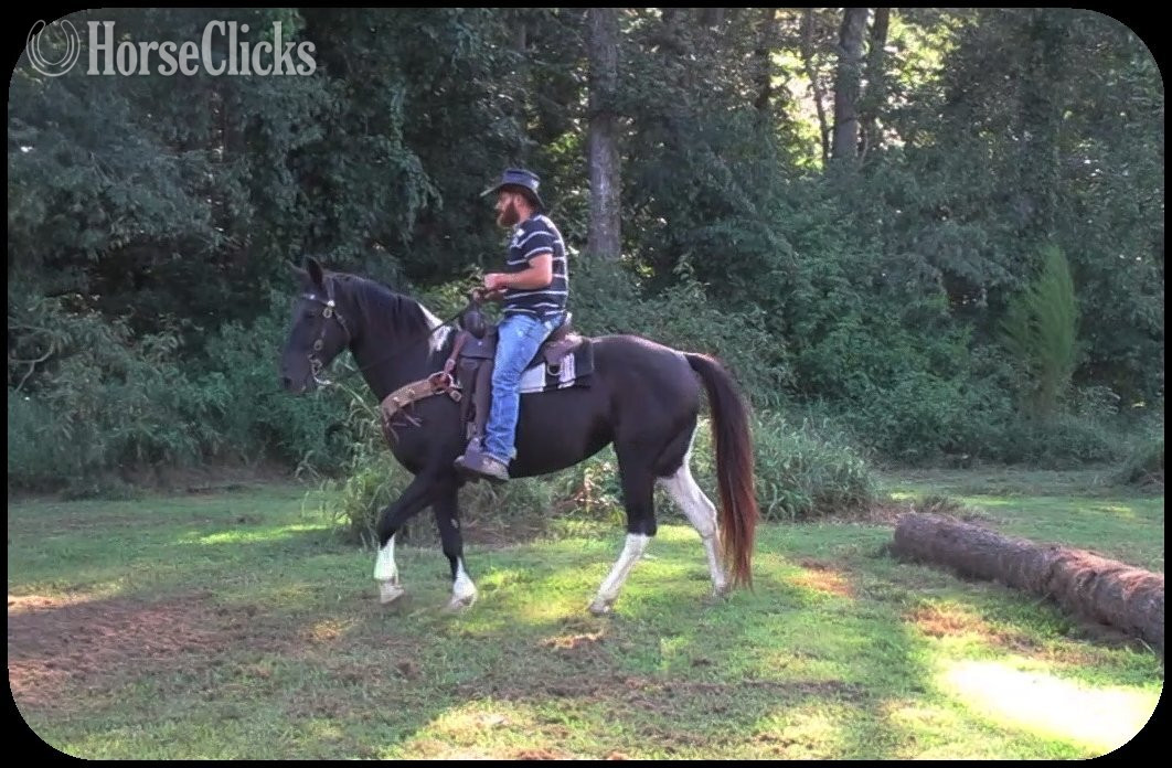 Spotted Saddle - "Vivienne" Tabiano Mare Spotted Saddle